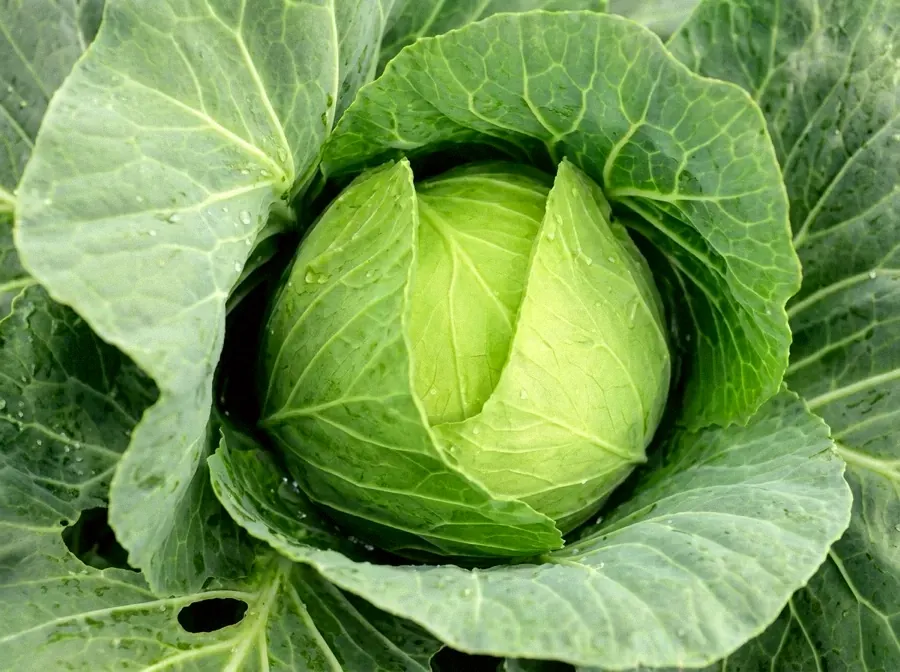 Heads of cabbage in the field