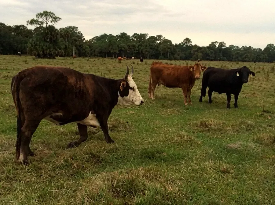 Cattle grazing on pasture