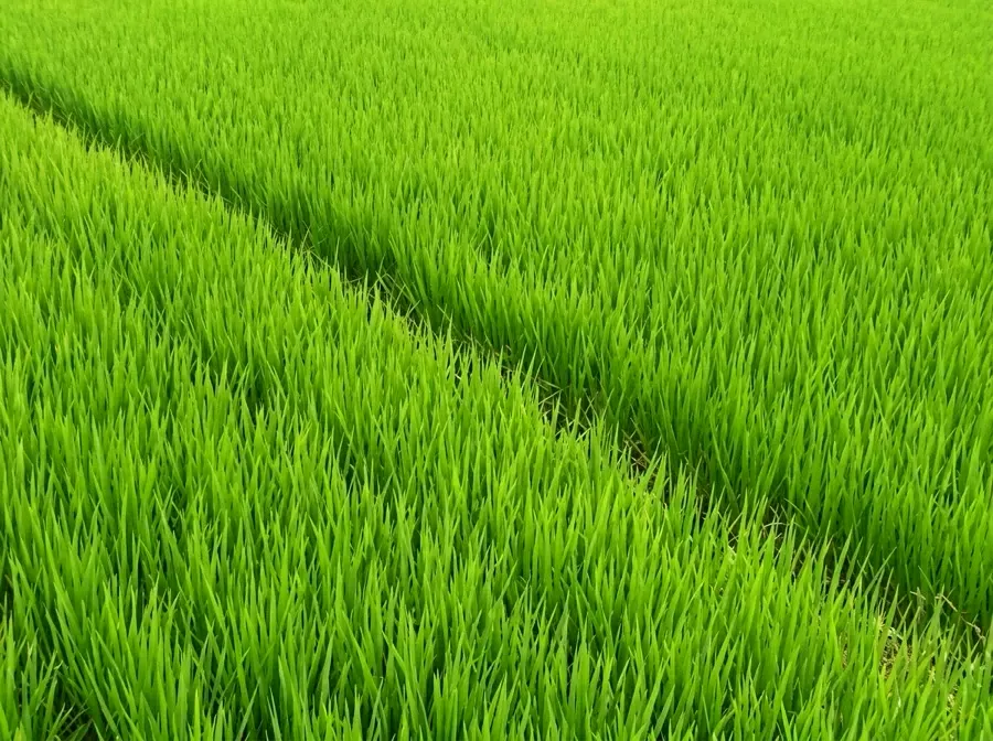 A rice field