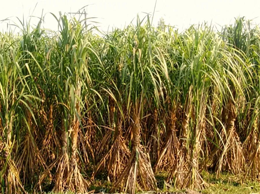 Rows of sugar cane growing in a Florida field
