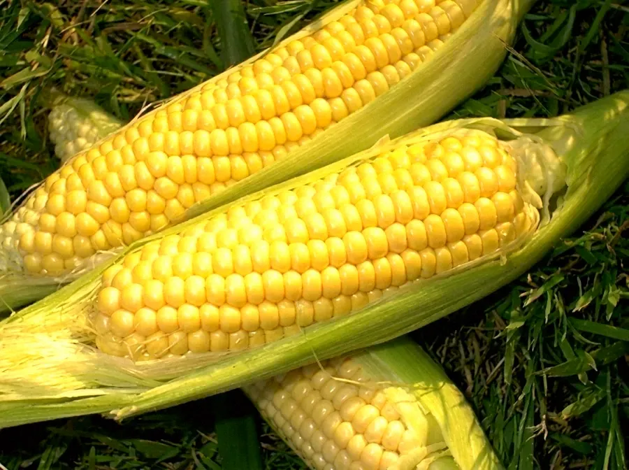 Ears of sweet corn, husks pulled back