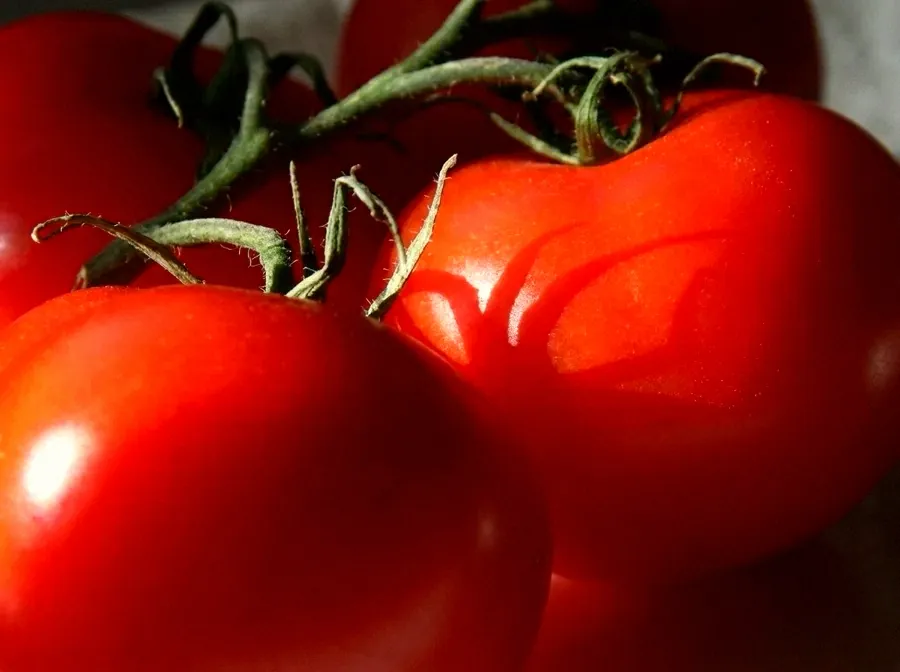 Ripe red tomatoes